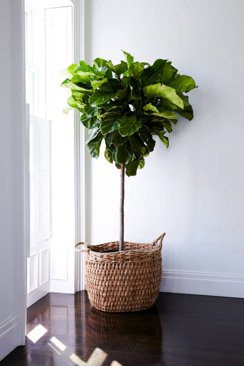 healthy fiddle leaf plant in front of a bright window against a stark white wall sitting in a pot in a woven basket on dark wood floors 