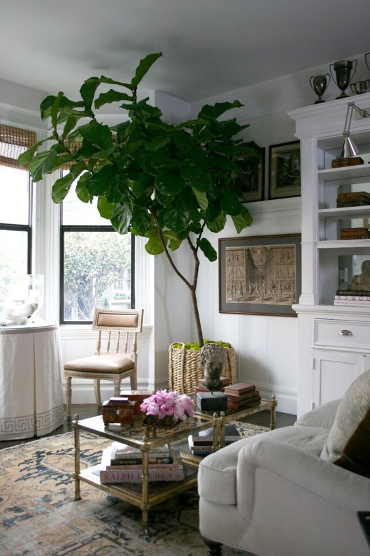 huge fiddle leaf plant in a basket in a pot in a light and bright living room with tall windows a bookshelf a glass coffee table with brass a settee table and one chart a white sofa couch and cups