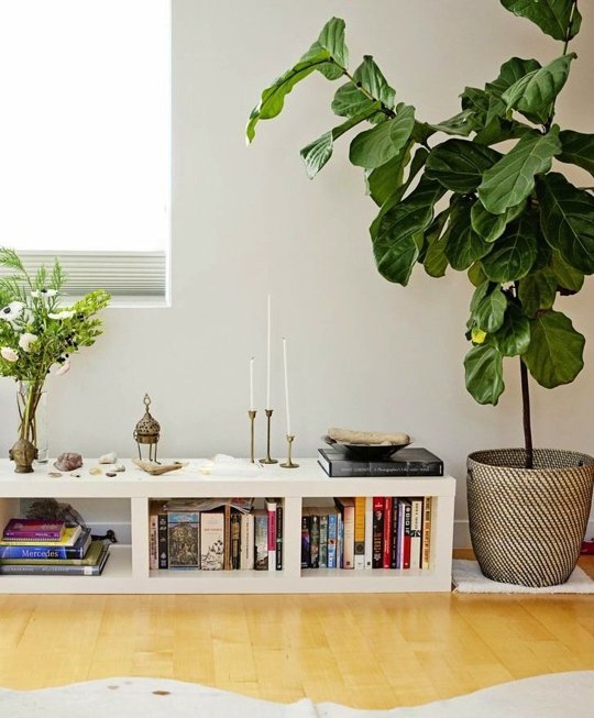 fiddle leaf plant in basket in a pot next to a low level bookshelf with candles and a flower assortment