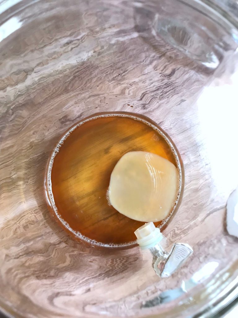 How to make kombucha baby scoby in glass jar beginning sugarbananas